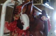 Southern Kaduna killings: NEMA confirms 204 killed, Catholic Church puts the figure at 808 at Dec
