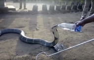 Thirsty King Cobra Sips From Water Bottle Amid Debilitating Droughts