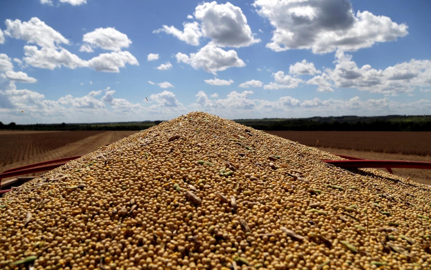 How soybeans became China’s most powerful weapon in Trump’s trade war