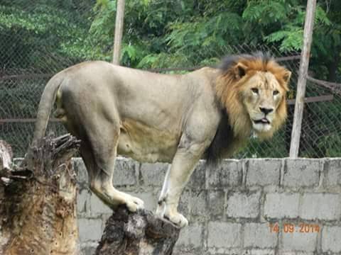 Panic in Kano as lion escapes from  Zoological garden