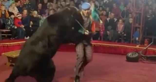 Russian circus bear mauls trainer as shrieking spectators flee