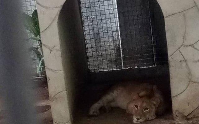 Lion discovered at residential building in Lagos