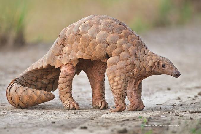 Coronavirus: Pangolins found to carry viruses related to Covid-19