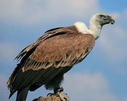 Coalition launches online petition against vulture killings