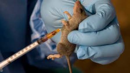 41 persons die of lassa fever in Bauchi