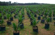 Jigawa Govt plants 2.5m tree seedlings