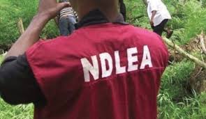 NDLEA arrests 146 drug suspects in C/River