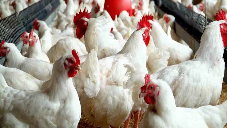 Unilorin to begin N600m poultry project, says VC