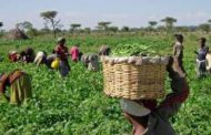 Ekiti Govt, CBN partner to empower 1,000 cassava farmers