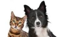 People can transmit coronavirus to cats, dogs: Study