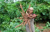 Nigeria approves new names for top-performing cassava varieties