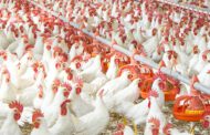 Grains exportation: Poultry industry to shut down by Jan, says PAN