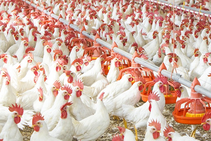 Grains exportation: Poultry industry to shut down by Jan, says PAN