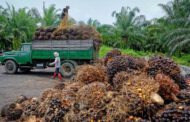 Nigeria imports palm oil worth $500m annually:  FG