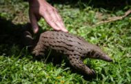 Nigeria seizes pangolin scales bound for Vietnam