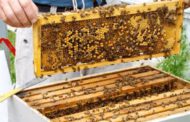 Bee farming can generate $10bn for Nigeria annually – Envoy