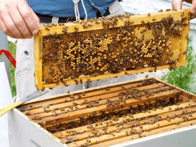 Bee farming can generate $10bn for Nigeria annually – Envoy